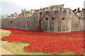 TQ3380 : Tower poppies by Richard Croft