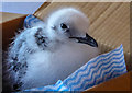 TA1973 : Young Kittiwake, Bempton RSPB Centre, Yorkshire by Christine Matthews