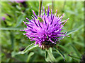 SE8484 : Thistle near Thornbon Beck, Ellerburn, Yorkshire by Christine Matthews