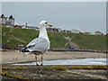 NZ8911 : Herring Gull Surveying the Beach, Whitby by Christine Matthews