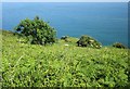 SX9254 : Coastal slope, Southdown Cliff by Derek Harper