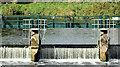 J3470 : The Stranmillis weir, Belfast (August 2014) by Albert Bridge