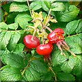 SP2429 : Rosa rugosa hips, Chastleton House, Chastleton, Oxfordshire by Brian Robert Marshall