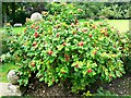 SP2429 : Rosa rugosa bush, Chastleton House, Chastleton, Oxfordshire by Brian Robert Marshall