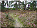 SU8450 : Path through the heather by Alan Hunt