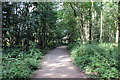 SJ5410 : Woodland Walk at Attingham Park by Jeff Buck