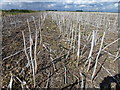 TL3595 : Rapeseed stubble field by Richard Humphrey