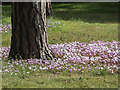 TQ0658 : Cyclamen under Pine Trees, Royal Horticultural Society Garden, Wisley by Christine Matthews