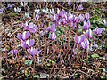 TQ0658 : Cyclamen under Pine Trees, Royal Horticultural Society Garden, Wisley by Christine Matthews