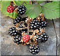 J3479 : Blackberries, Greencastle, Belfast (September 2014) by Albert Bridge