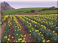 SW7012 : Daffodil Crop, Lizard by Chris Andrews