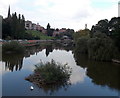 SJ4912 : Islet in the River Severn, Shrewsbury by Jaggery