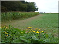 TG1627 : Maize crop next to Oulton Belt by Richard Humphrey