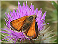 SY6788 : Skipper Butterfly by Anne Burgess