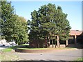 SO9390 : Pines near the entrance to Dudley Leisure Centre by Robin Stott