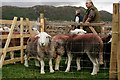 SD1599 : Eskdale Show 2014 by Peter Trimming