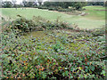 TM2949 : Hexagonal FW3/22 pillbox on Woodbridge golf course by Adrian S Pye