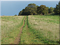 TQ0448 : Pilgrims Way near Albury by Alan Hunt