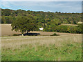 TQ0448 : Albury Downs by Alan Hunt