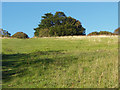 TQ0449 : Yew tree, Albury Downs by Alan Hunt