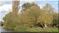 TL4110 : Trees on the bank of the Stort Navigation, Roydon by Roger Jones