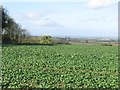 NT9939 : Arable land at Dunsall by Graham Robson