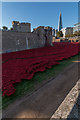 TQ3380 : Poppies by the Tower, London by Christine Matthews