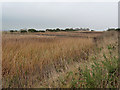 NZ2349 : Edmondsley Reedbeds by Oliver Dixon