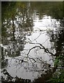 ST6376 : Reflections, River Frome by Derek Harper