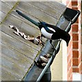 SJ9594 : Magpie behaviour by Gerald England