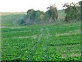 TL0930 : Bridleway at Waytinghill Plantation by Christine Johnstone