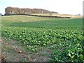 TL0930 : The north-west edge of Claypit Plantation by Christine Johnstone