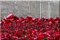 TQ3380 : Tower poppies by Ian Capper