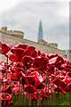 TQ3380 : Tower poppies by Ian Capper