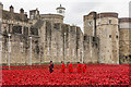 TQ3380 : Chelsea Pensioners visiting the Tower poppies by Ian Capper