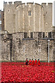 TQ3380 : Chelsea Pensioners visiting the Tower poppies by Ian Capper