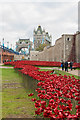 TQ3380 : Tower poppies by Ian Capper