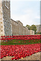 TQ3380 : Tower poppies by Ian Capper