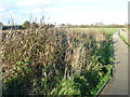 TQ3587 : Boardwalk on Walthamstow Marshes by Marathon