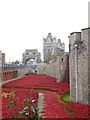 TQ3380 : Poppies at the Tower of London by Paul Bryan