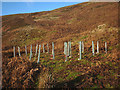 SD6050 : Commemorative trees, Langden Valley by Karl and Ali