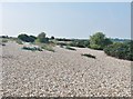 SZ8896 : Shingle spit at Pagham by Derek Voller