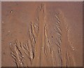 SX8960 : Pattern in sand, Paignton by Derek Harper