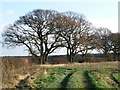 SE4471 : Winter trees along Ewe Hole Lane by Christine Johnstone