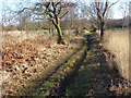 SU8359 : Track through yateley Common by Alan Hunt