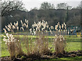 TQ2995 : Ornamental Grasses near Cafe, Oakwood Park, London N14 by Christine Matthews