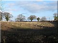 SJ7857 : Field of maize stubble by Stephen Craven