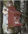 NJ2366 : Red Squirrel by Anne Burgess