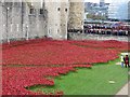 TQ3380 : Poppies  at the Tower 6 by Bill Nicholls