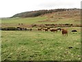 NU0633 : Cattle grazing north west of Bowden Doors by Graham Robson